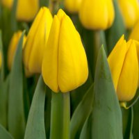 Yellow Master